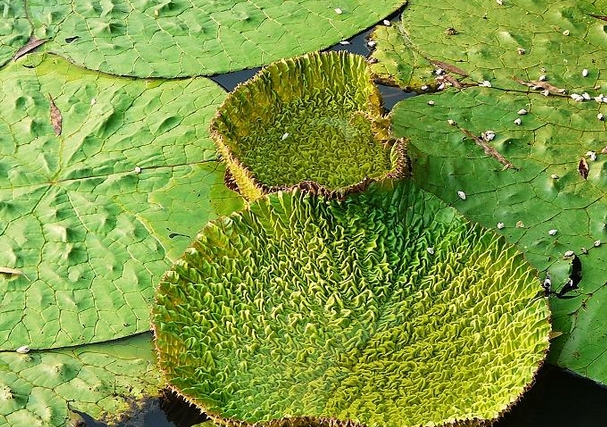 芡实